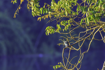 Kingfisher in Surinam