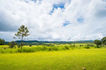 meadow savanna landscape