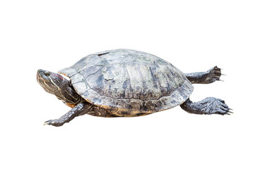 Obraz premium Turtle isolated on white background
