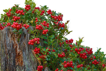 Lingonberry on a rotten tree stump on a white background