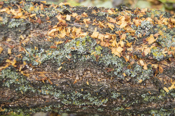 the background of tree bark covered with sawdust