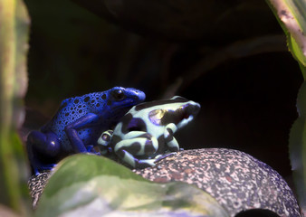 Лягушка Красящий древолаз- Black and Green poison Dart Frog