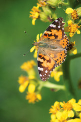  The butterfly sits on a flower on top