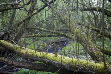 Blown down willow trees with new branches