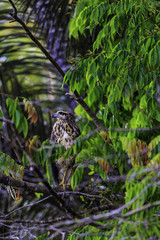 Black hawk in Surinam