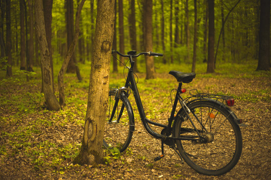Black bicycle stands near the tree in the forest 
