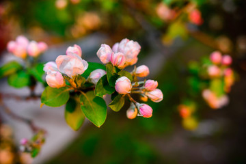sakura flowers in spring blooming garden on sunrise