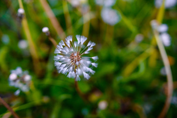 Air dandelions on a green field. Spring background