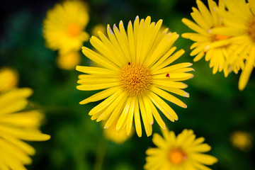 Yellow flower for background
