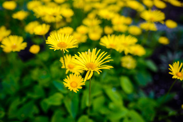 Yellow flower for background