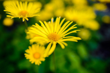 Yellow flower for background