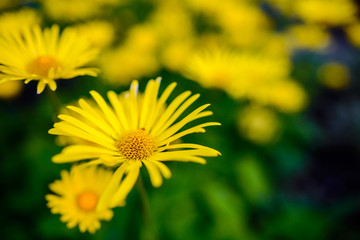 Yellow flower for background