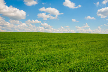 Beatiful morning green field with blue heaven