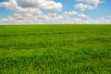 Beatiful morning green field with blue heaven