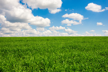 Beatiful morning green field with blue heaven