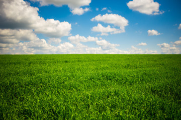 Beatiful morning green field with blue heaven