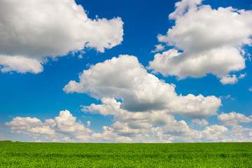 Beatiful morning green field with blue heaven
