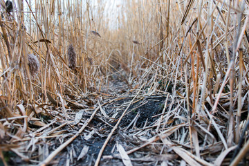 dry reeds, shot from ground