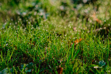 drops of dew on a green grass