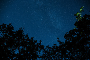 Fototapeta premium Starry sky and trees in the foreground