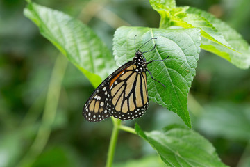 Butterfly on leave, nature background