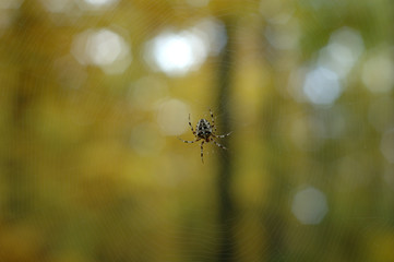 Spider on the web in the forest.
