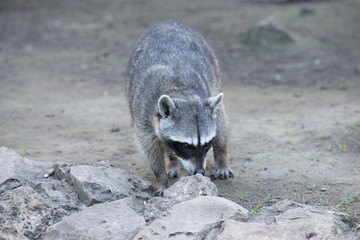 Raccoon sitting and staring intently