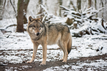 Fototapeta na wymiar Wolf in the great outdoors