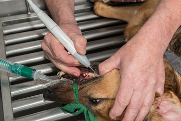 Le vétérinaire chirurgien effectue un détartrage et des soins dentaires sur un chien. Le...