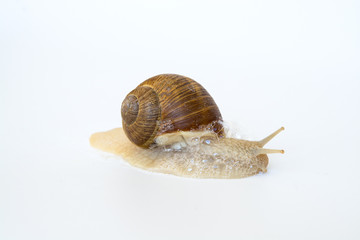 Weinbergschnecke (Stylommatophora)