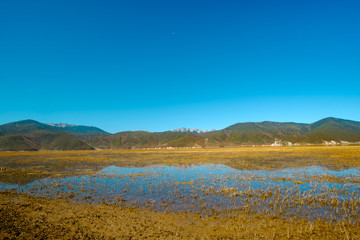 Fototapeta na wymiar grassland,pasturage, at Npahai scenic area, Yunnan, China