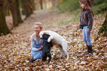 Fototapeta premium Young blonde mother with her little daughter playing and enjoying autumn outdoor in a park with adorable Labrador retriever and French bulldog puppies.