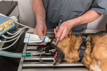 Le vétérinaire chirurgien effectue un détartrage et des soins dentaires sur un chien. Le...