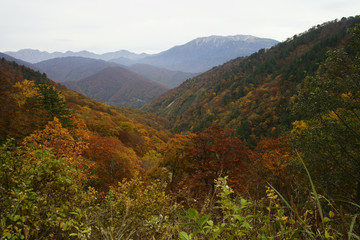 Obraz premium 紅葉の有峰林道 小口川線