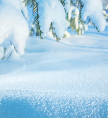 Winter background with snow-drifts and the christmas tree in frost