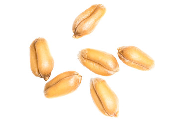organic wheat grain isolated on white background