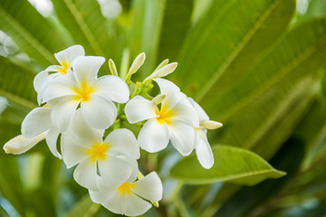 Obraz na płótnie Canvas white plumeria flower with nature background