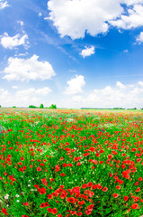 meadow with wild poppies