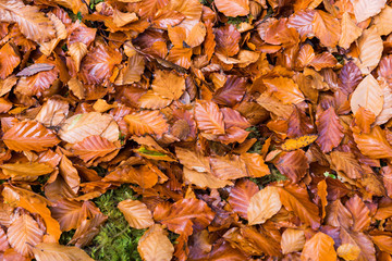 pile of autumn leaves covering grassy ground  