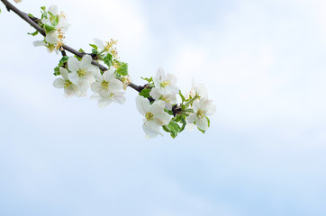  flowers in spring