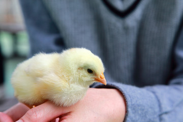 Baby chick on hand