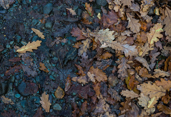 autumn leaves on cold wet ground during winter