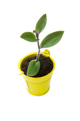 plant tree growing seedling in soil isolated on white