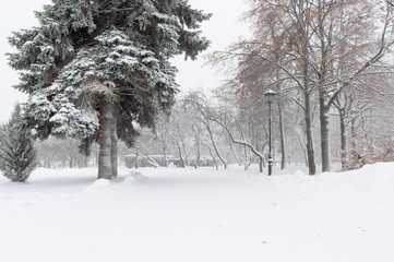 Trees covered with snow in winter park Russia