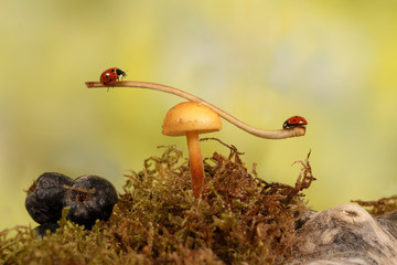 Fototapeta premium closeup two ladybugs swinging on the branch on the mushroom in the meadow