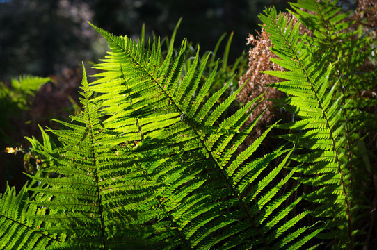 forest fern plants backlit by the sunlight