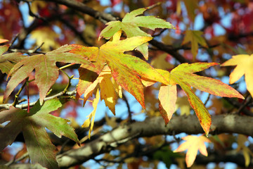 LIquidambar tree leaves changing colour in Autumn