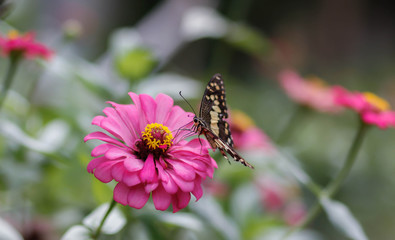 closeup butterfly on flower