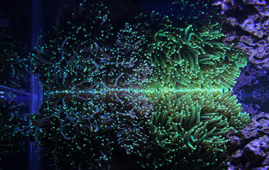 Obraz premium Amazing Reflection of Torch Coral in Marine Aquarium Tank