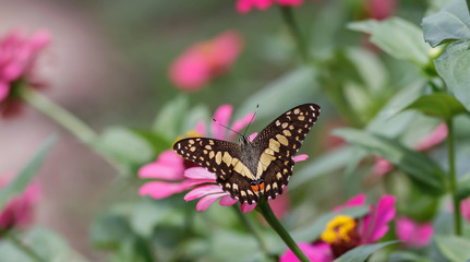 closeup butterfly on flower